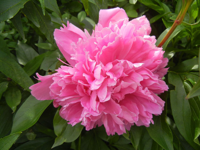 Peony. Bujor (2014, May 18) - BUJORI_Peony Paeonia
