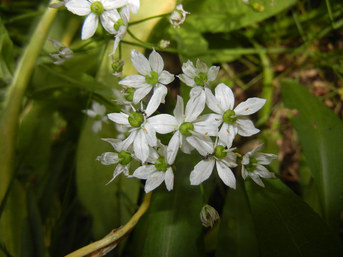 Triteleia hyacinthina (2014, May 18) - TRITELEIA Hyacinthina