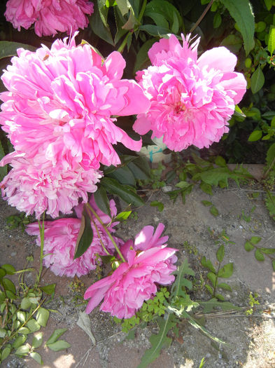 Peonies. Bujori (2014, May 21) - BUJORI_Peony Paeonia