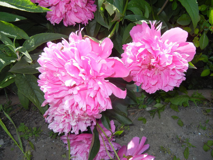 Peonies. Bujori (2014, May 21) - BUJORI_Peony Paeonia