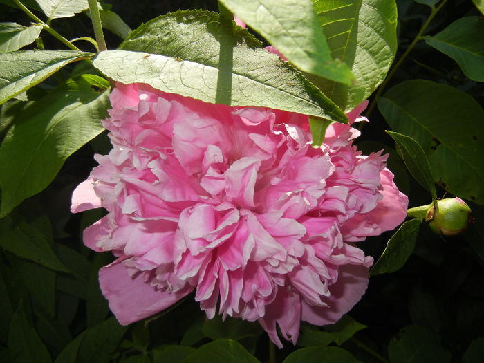 Peony. Bujor (2014, May 21) - BUJORI_Peony Paeonia