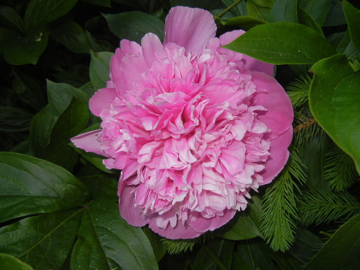 Peony. Bujor (2014, May 21) - BUJORI_Peony Paeonia