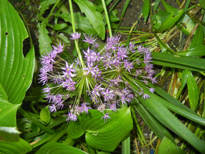 Allium Purple Sensation (2014, May 21) - Allium aflatunense Purple