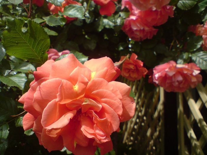 DSC00007