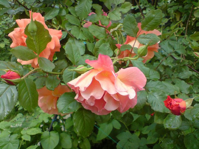 DSC00008