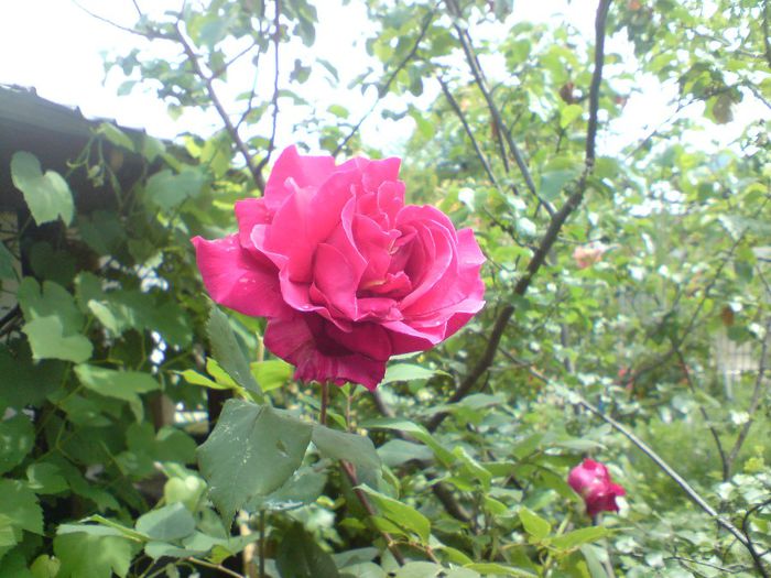 DSC00009