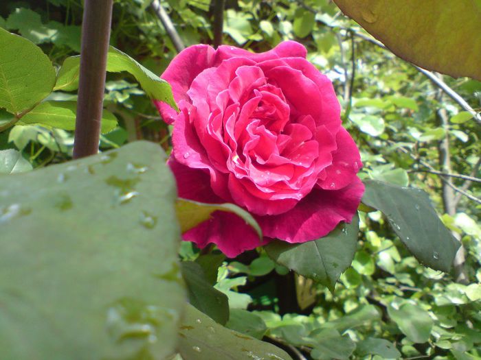 DSC00010