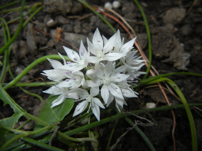 Allium amplectens (2014, May 24) - Allium amplectens
