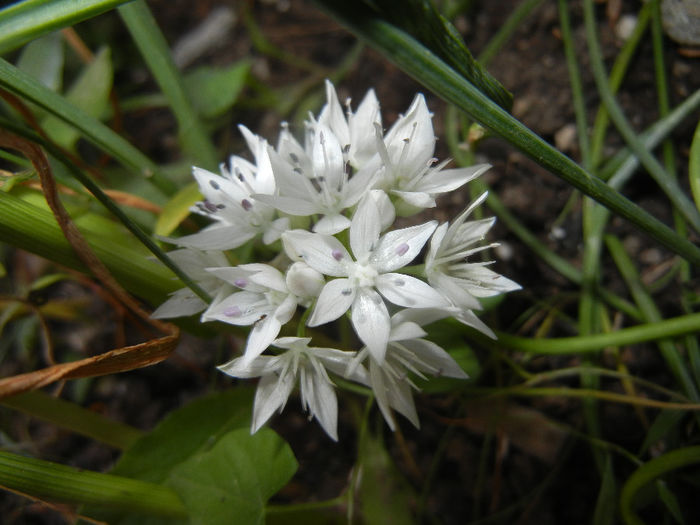 Allium amplectens (2014, May 24) - Allium amplectens