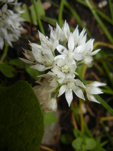 Allium amplectens (2014, May 27)