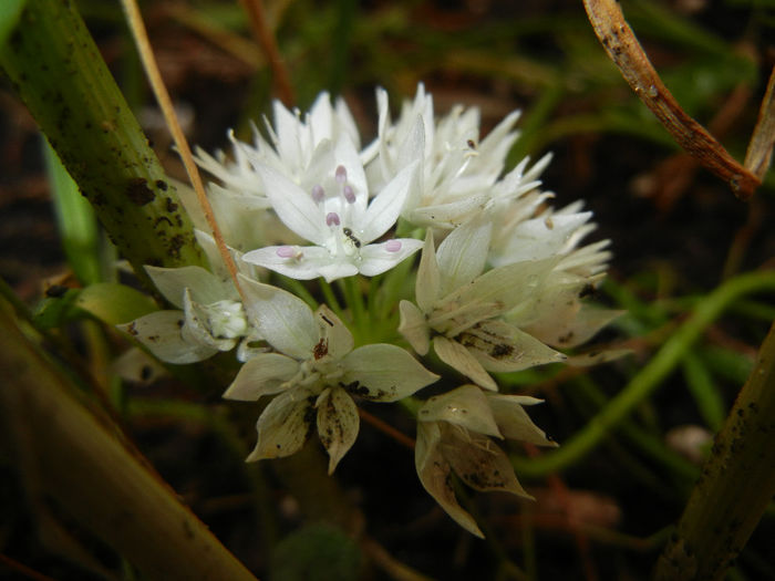 Allium amplectens (2014, May 27) - Allium amplectens