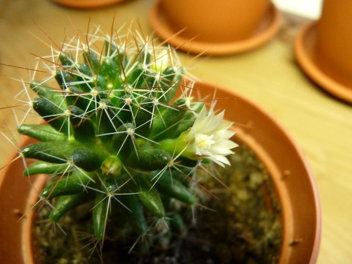 04 - Cactusi
