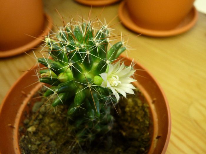 07 - Cactusi