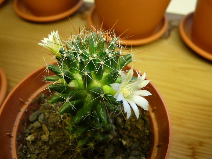 09 - Cactusi