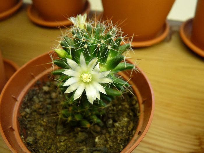 10 - Cactusi