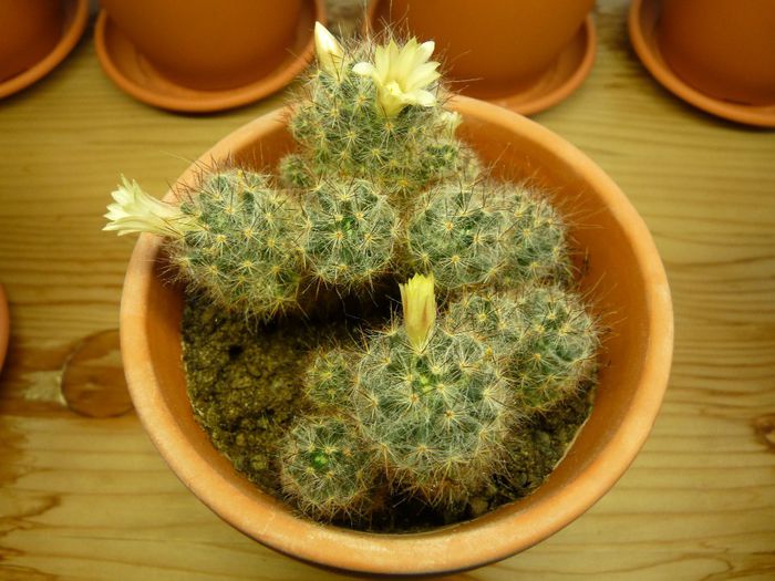 11 - Cactusi