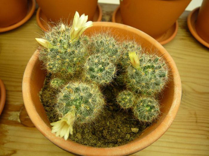 14 - Cactusi