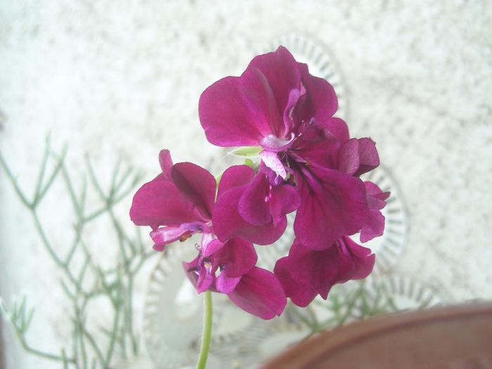 Un zambet drag - 0 Zambetul florilor