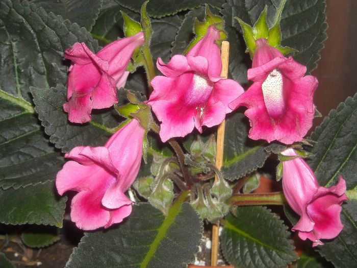  - 0 Zambetul florilor