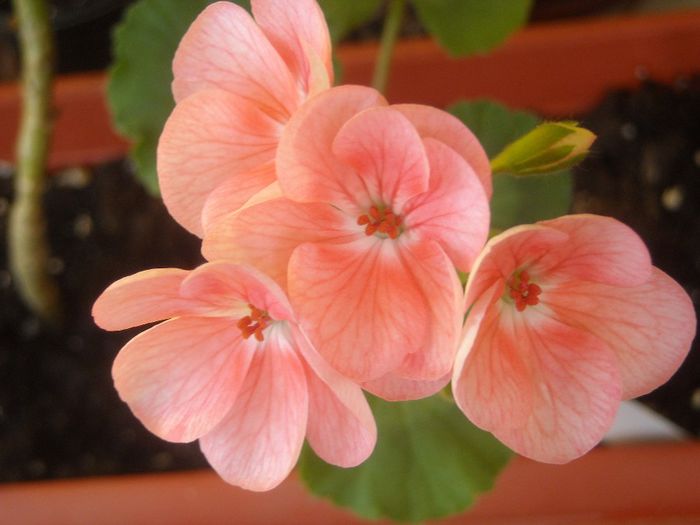  - 0 Zambetul florilor
