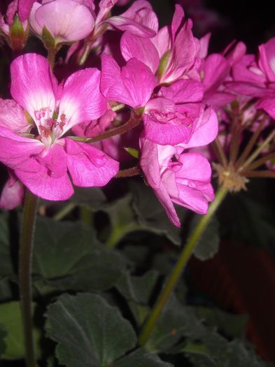  - 0 Zambetul florilor