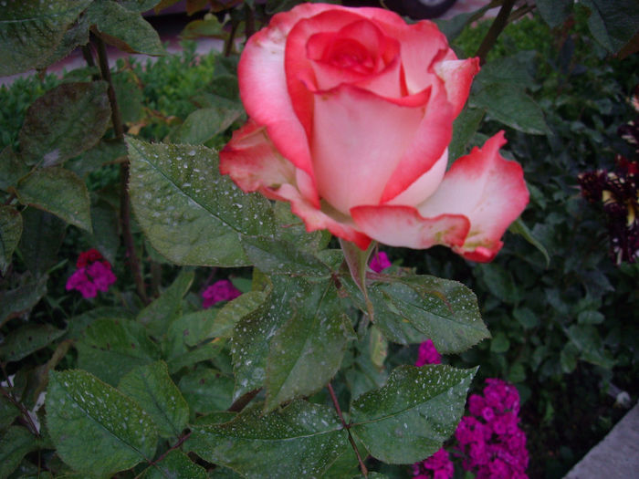IMGP6571