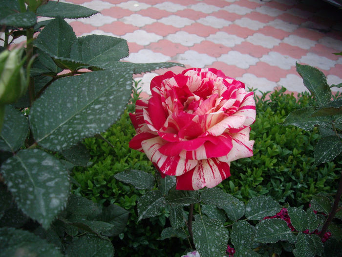 Gradina -Botanica   Balcic  Bulgaria