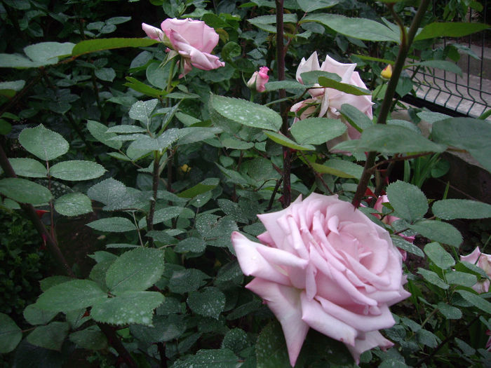 IMGP6583