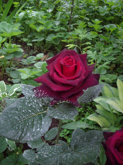 IMGP6585
