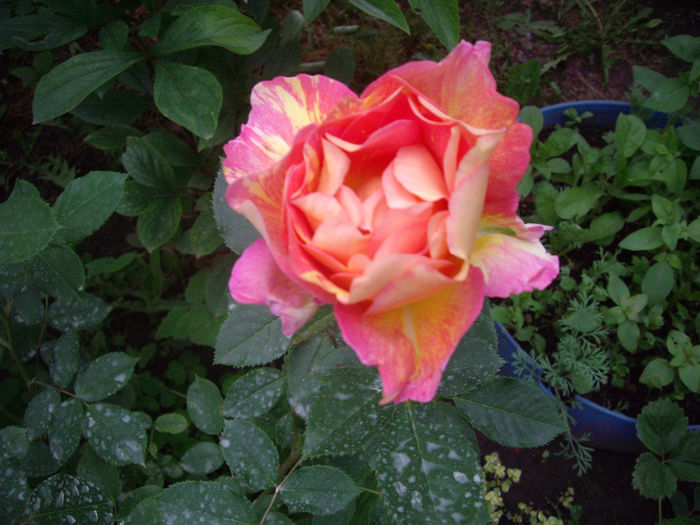 Rose de Cisterciens