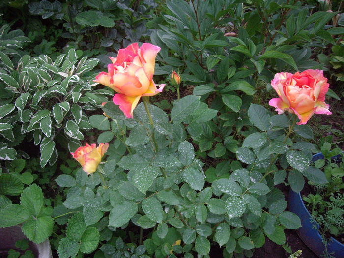 Rose de Cisterciens