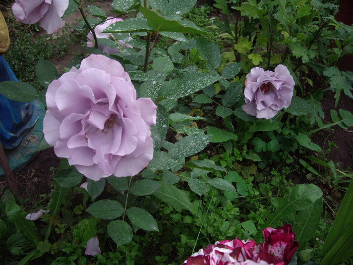 IMGP6588