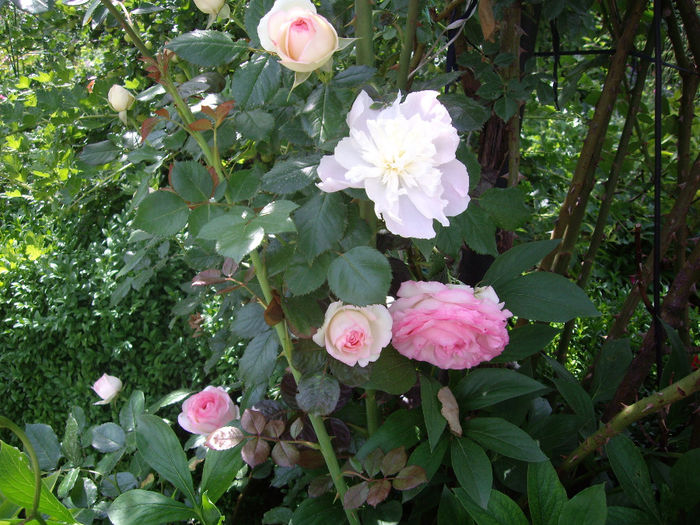 IMGP6589