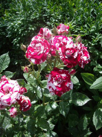 IMGP6594