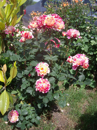 IMGP6597