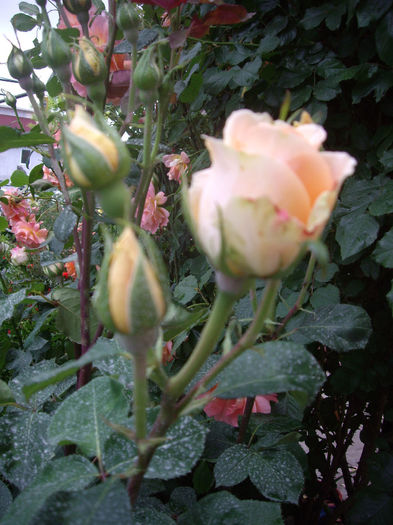 IMGP6603 - TRANDAFIRI_-  2014