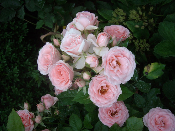 IMGP6625