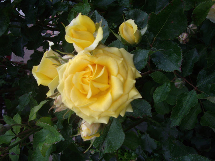 IMGP6633