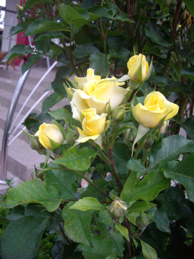 IMGP6634