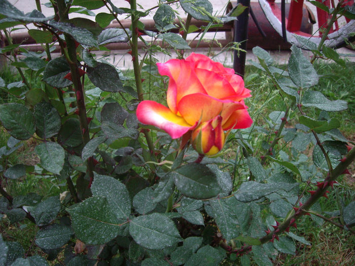 IMGP6641