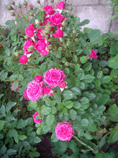 IMGP6648