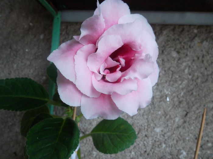  - Gloxinia 2014