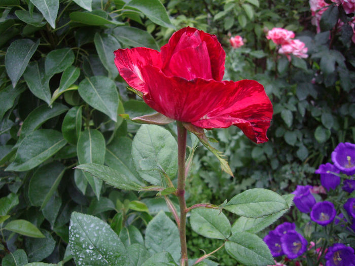 Red  Intuition