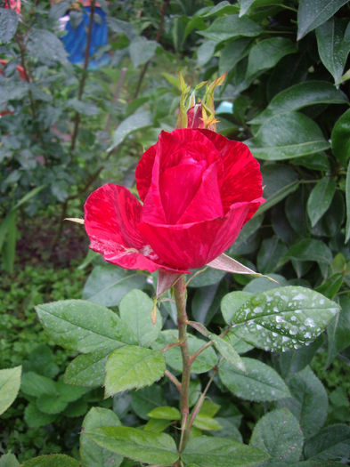 IMGP6670