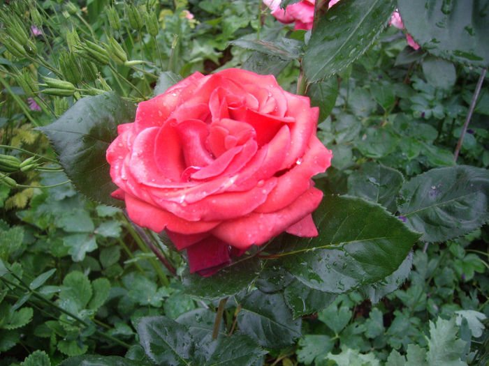 IMGP6671