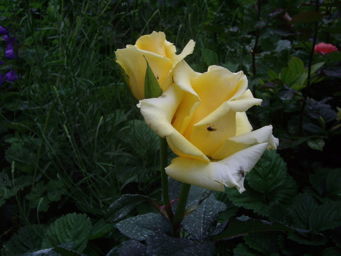 IMGP6677
