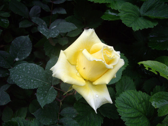 IMGP6679
