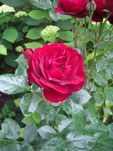 IMGP6681
