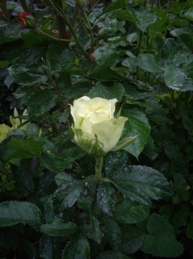 IMGP6689