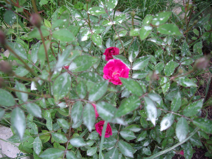 miniatura